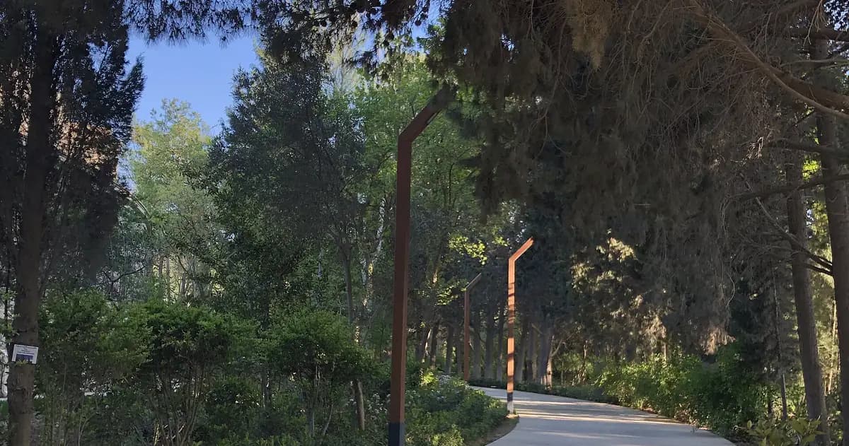 A paved path curving through tall trees in morning sunlight