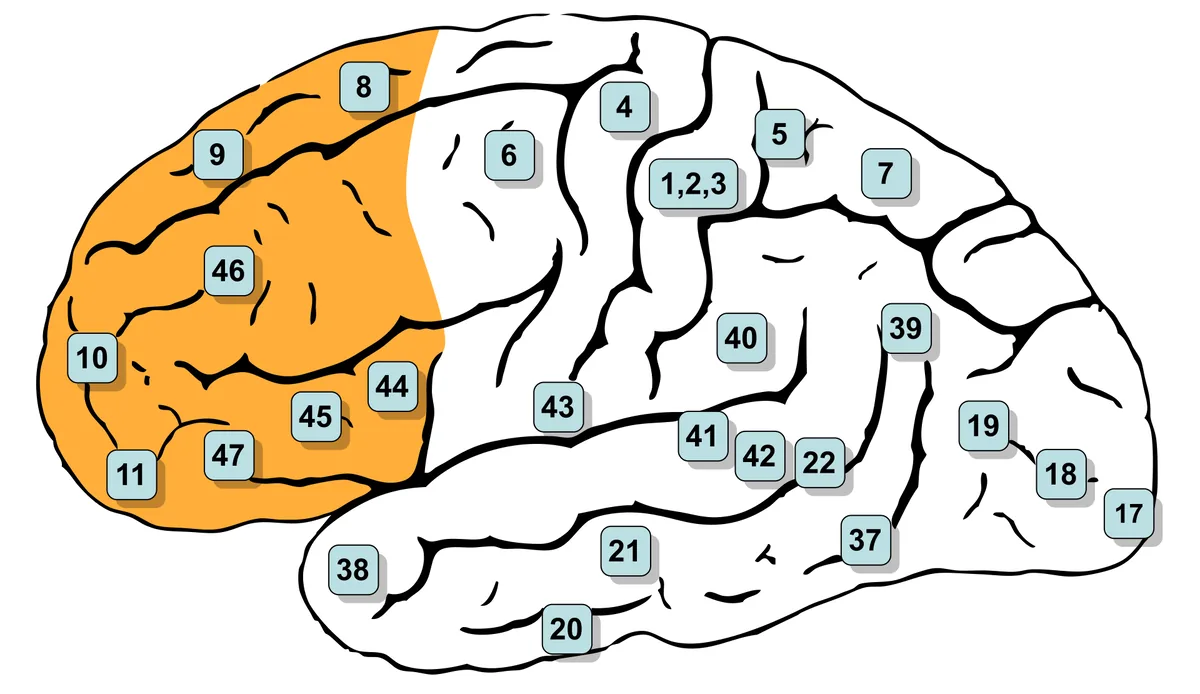 Side view of the left half of the brain with the prefrontal cortex at the front shaded orange and numbered regions, including areas 9 and 46, where the dorsolateral prefrontal cortex sits